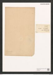 Pleurosigma wansbeckii Donk. (de-Toni-Nr.: Genus 13, Species 1069) Zeichnungen Sammlung Grunow (NHMW-BOT-W0369061)